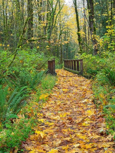 WA-Tiger Mountain-Leaf covered trail